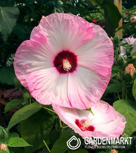 Sumpfeibisch Luna Pink Swirl - Hibiscus moscheutos 1 St.