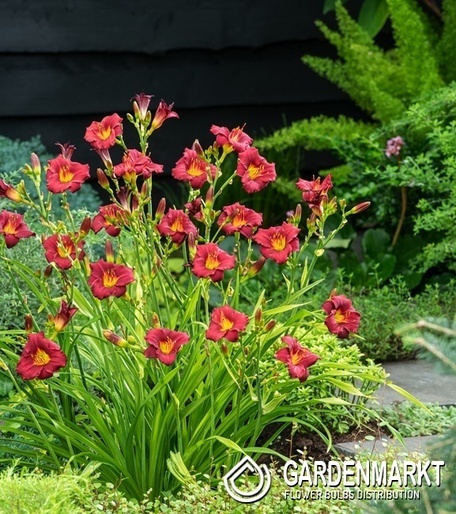 Hemerocallis Pardon Me Taglilie 1 St.