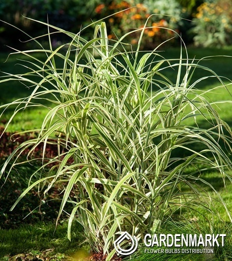 Miscanthus sinensis Cosmopolitan Chinaschilf 1 St.