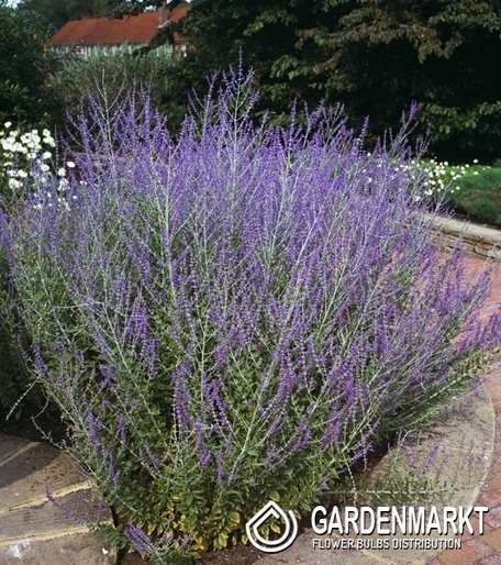 Perovskia atriplicifolia Russischer Salbei 1 St.