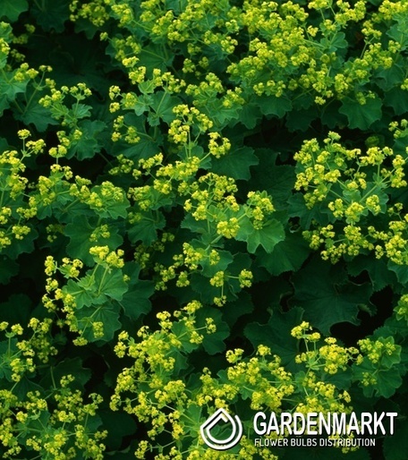 Alchemilla mollis Weicher Frauenmantel 1 St.