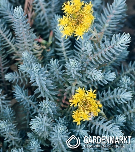 Sedum reflexum Blue Spruce Mauerpfeffer 1 St.