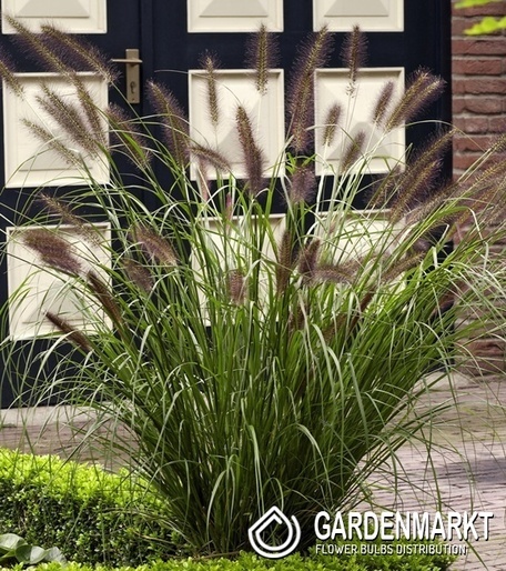 Pennisetum alopecuroides Viridescens Lampenputzergras 1 St.
