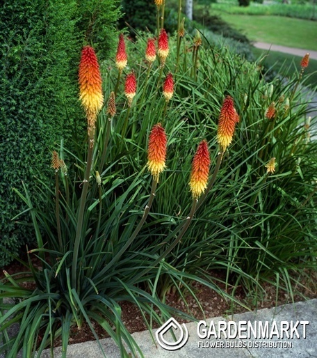 Kniphofia Royal Castle Fackellilie 1 St.