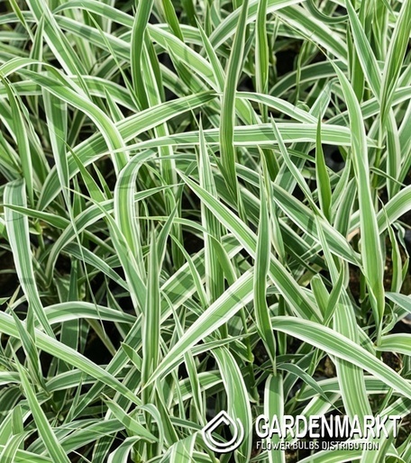Calamagrostis arundinacea Ely Wald-Reitgras 1 St.
