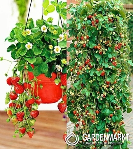 Fragaria Erdbeere Mara Des Bois 1 St.