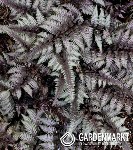 Athyrium niponicum Japanischer Regenbogenfarn Pewter Lace 1 St.