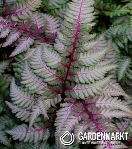 Athyrium niponicum Japanischer Regenbogenfarn Red Beauty 1 St.