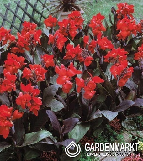 Canna Blumenrohr Brilliant 1 St.