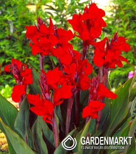 Canna Blumenrohr Red Perfection 1 St.