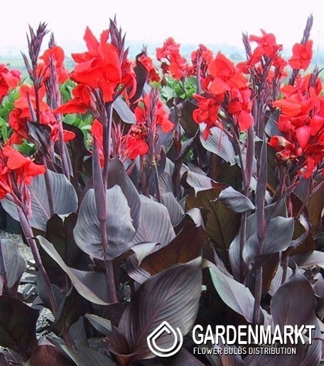 Canna Blumenrohr Red Stripe 1 St.