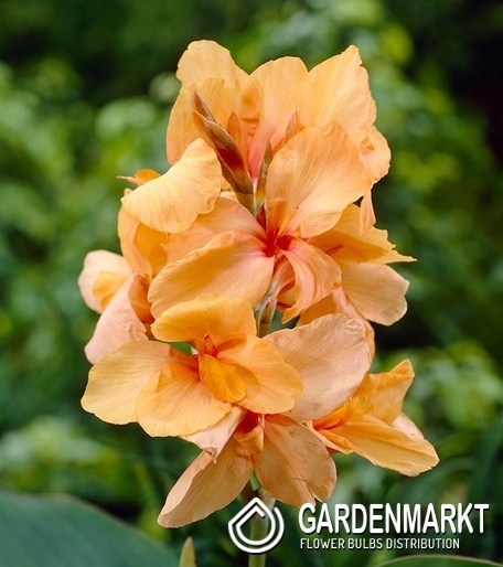 Canna Blumenrohr Apricot Dream 1 St.