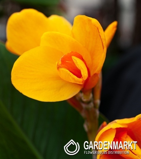 Canna Blumenrohr Chocolate Sunrise 1 St.