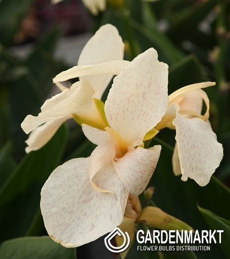 Canna Blumenrohr Fantasy 1 St.