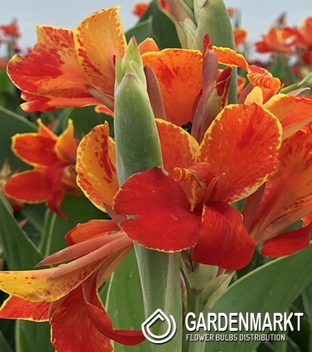 Canna Blumenrohr Madeira 1 St.