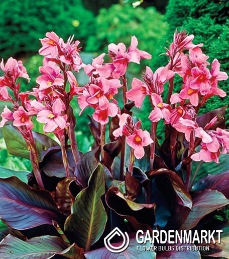 Canna Blumenrohr Pink Futurity 1 St.