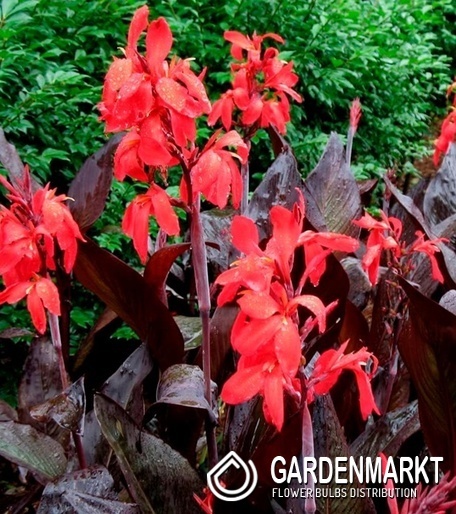 Canna Blumenrohr Red Velvet 1 St.