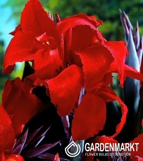 Canna Blumenrohr Red Wine 1 St.