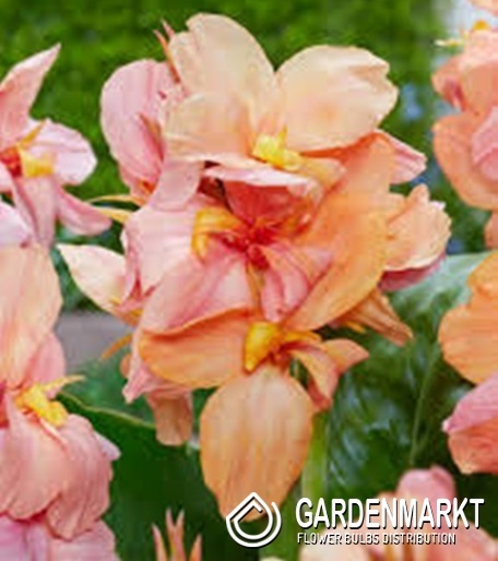 Canna Blumenrohr Shining Peach 1 St.