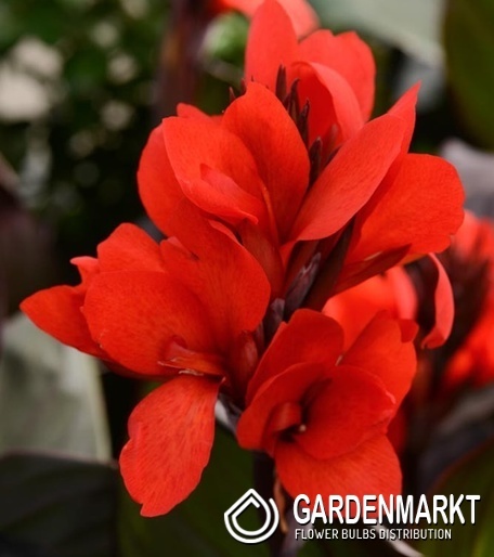 Canna Blumenrohr Shining Scarlet 1 St.