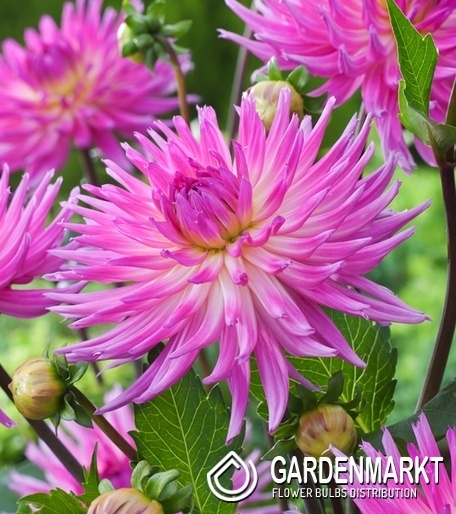 Dahlia Kaktusdahlie Orchid Princess 1 St.
