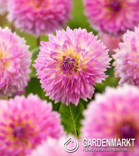 Dahlia Gefranste Dahlie Sakura Fubuki 1 St.