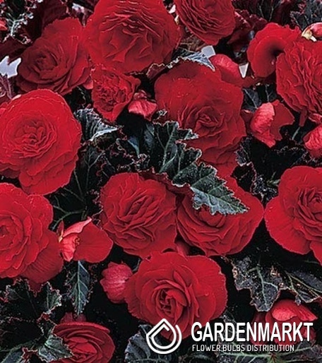 Begonia Knollenbegonie Multiflora Switzerland 1 St.