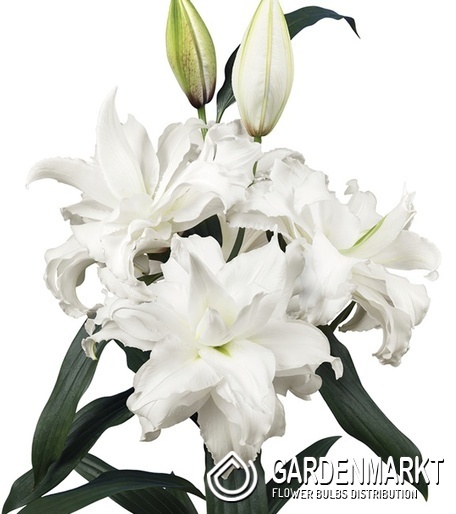 Lilium Gefüllte Roselily Angela 1 St.