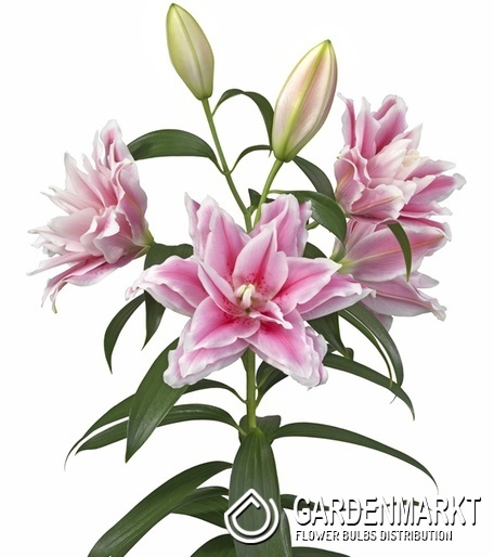 Lilium Gefüllte Roselily Lucia 1 St.