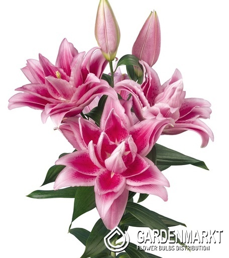 Lilium Gefüllte Roselily Jasmina 1 St.
