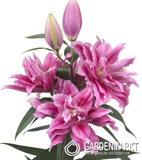 Lilium Gefüllte Roselily Thalissa 1 St.
