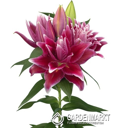 Lilium Gefüllte Roselily Tabitha 1 St.