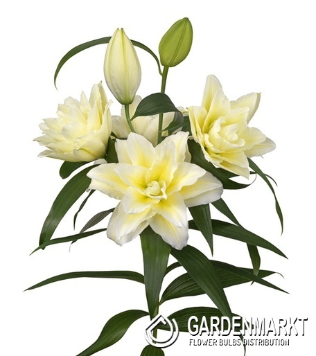 Lilium Gefüllte Roselily Ludwina 1 St.