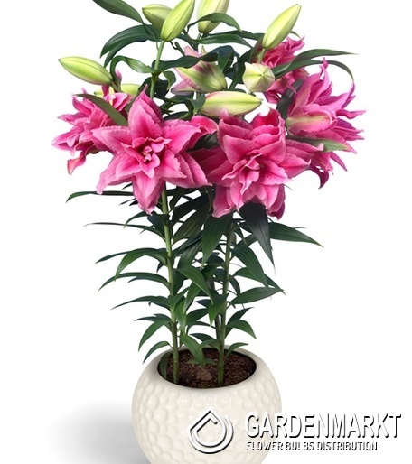 Lilium Gefüllte Roselily Esra 1 St.