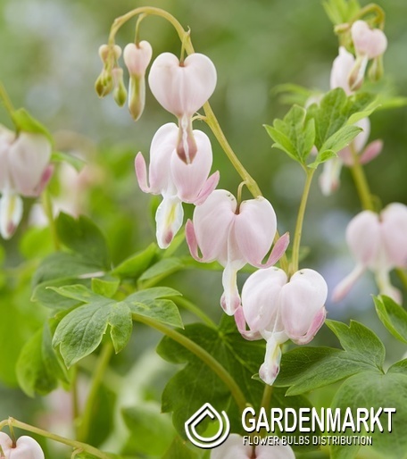 Dicentra spectabilis Tränendes Herz Cupid 1 St.