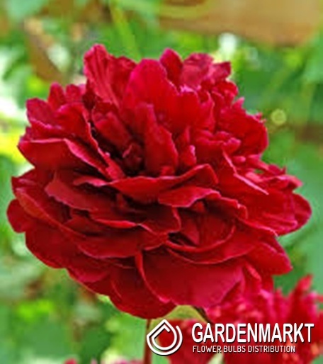 Paeonia Pfingstrose Red Sarah Bernhardt 1 St.