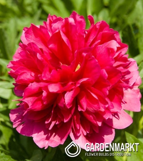 Paeonia Pfingstrose Many Happy Returns 1 St.
