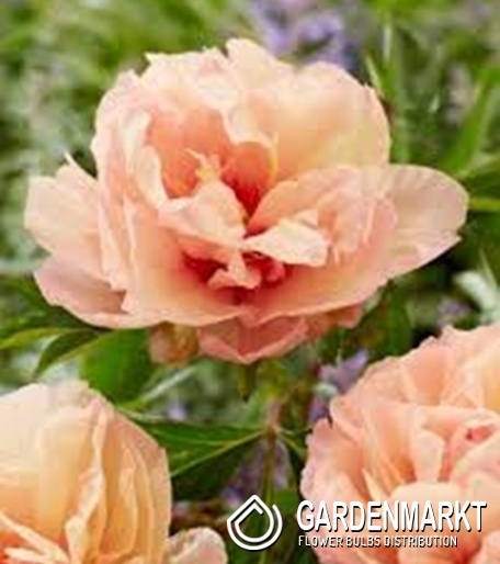 Paeonia Pfingstrose Orange Victory 1 St.
