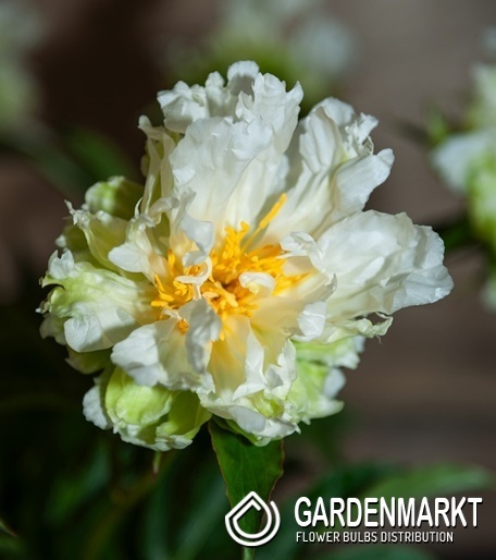 Paeonia Pfingstrose Green Halo 1 St.