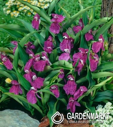 Roscoea Ingwerorchidee auriculata 1 St.