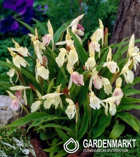 Roscoea Ingwerorchidee beesiana 1 St.