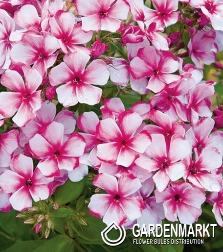 Phlox paniculata Flammenblume Neon Flare 1 St.