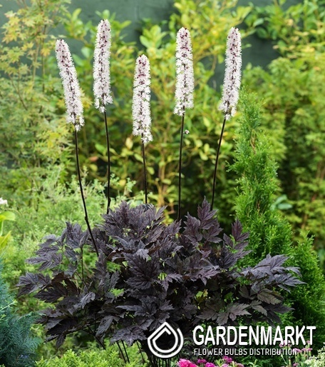 Actaea ramosa Silberkerze Chocoholic 1 St.