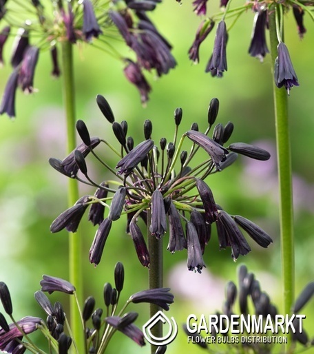 Agapanthus Schmucklilie Back in Black 1 St.