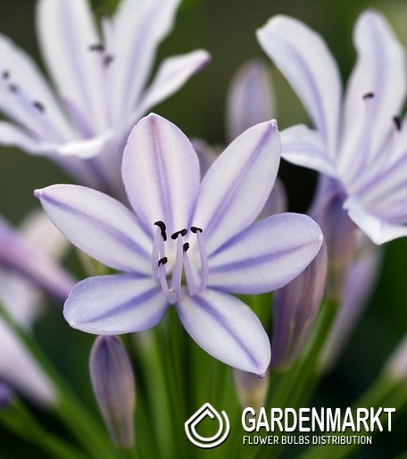 Agapanthus Schmucklilie Silberpfeil 1 St.