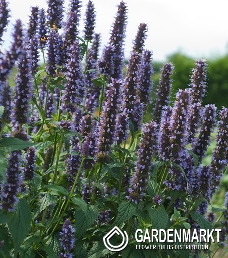 Agastache Duftnessel Black Adder 1 St.