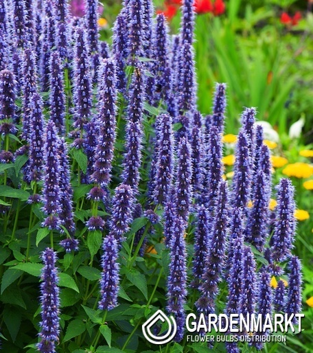 Agastache Duftnessel Blue Fortune 1 St.