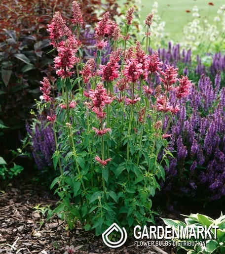 Agastache mexicana Duftnessel Red Fortune 1 St.