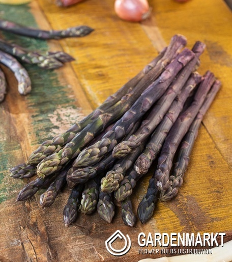 Asparagus officinalis Spargel Erasmus 1 St.