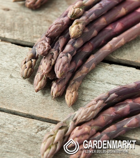 Asparagus officinalis Spargel Pacific Purple 1 St.